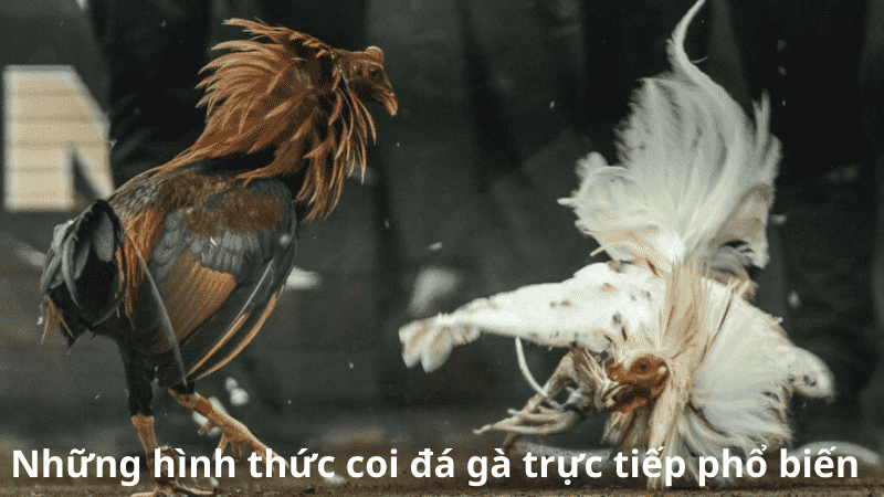 Những hình thức coi đá gà trực tiếp phổ biến